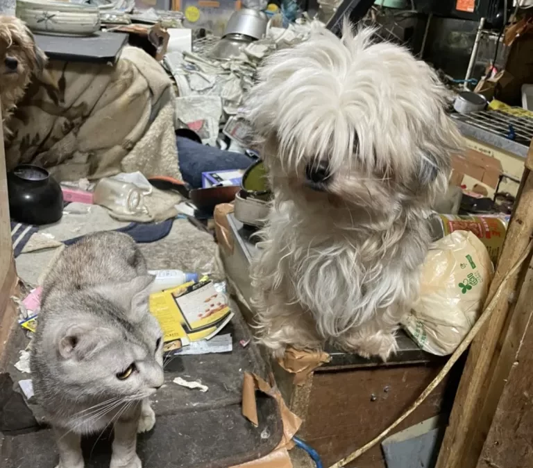 飼い犬だけ取り残された