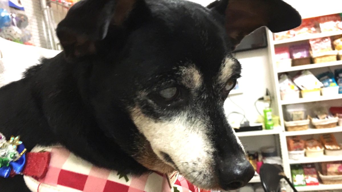 引き取った子どもが飼育放棄