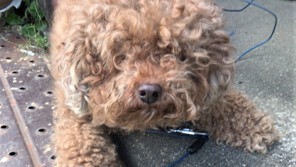 高齢者が子犬を迎え入れた結果