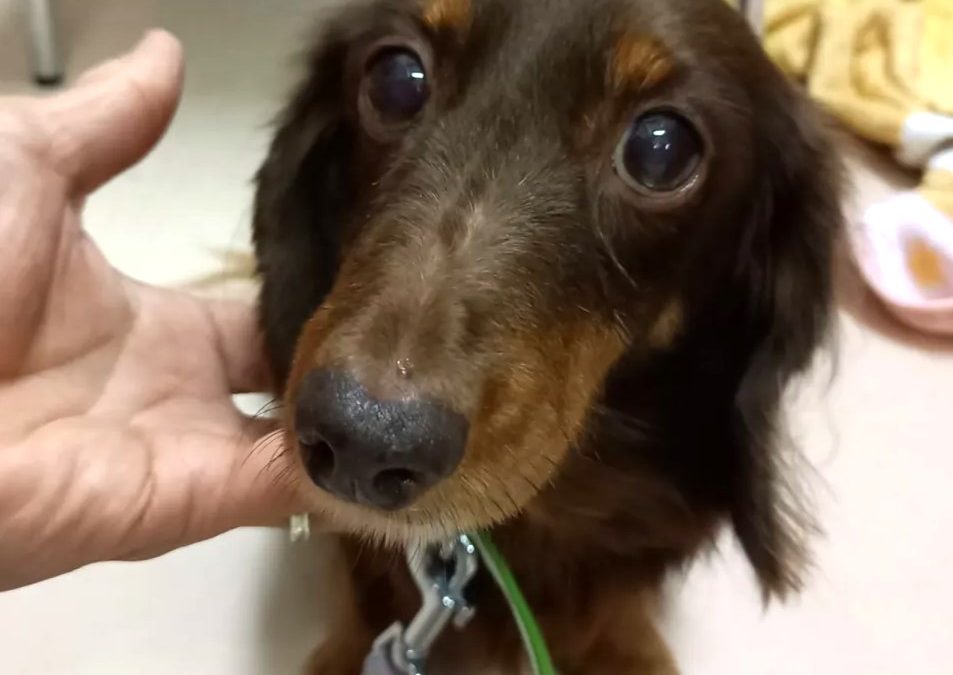 どこからも引き取りを断られる