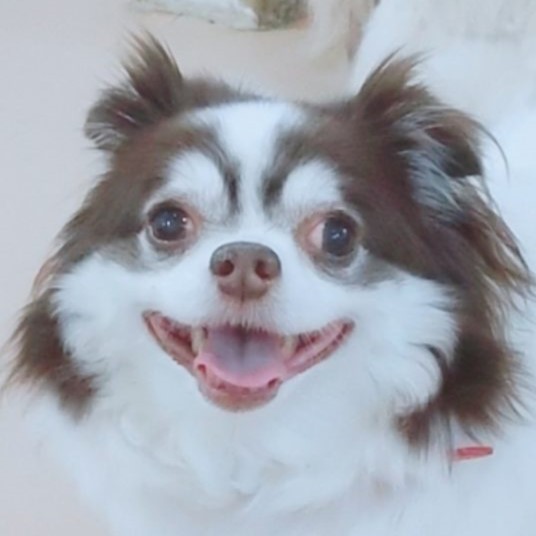 ダイ＆モモ里親さん