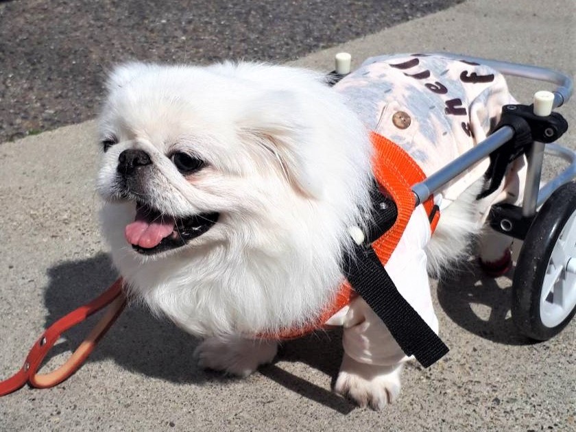行き場のない高齢犬が救われる